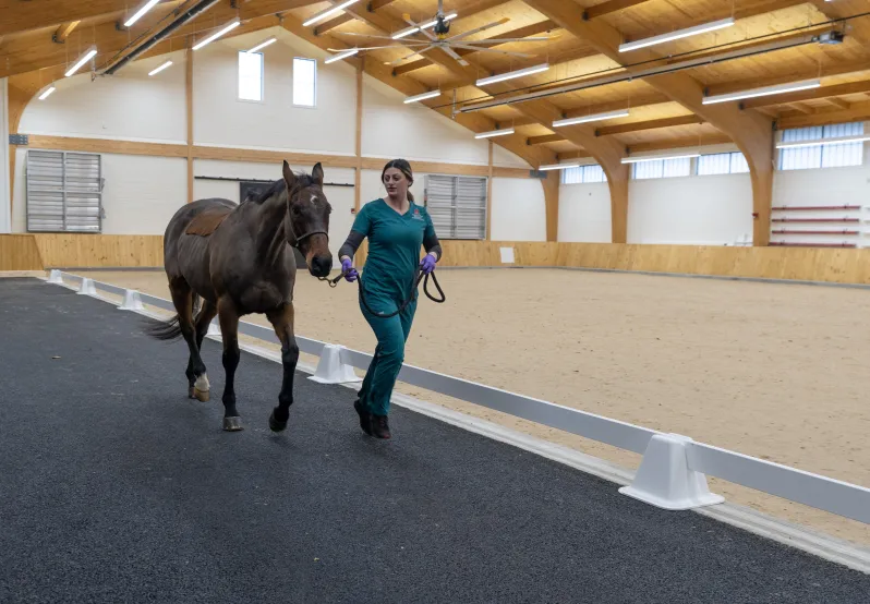 Equine Sports Medicine & Rehabilitation Veterinary Medical Center